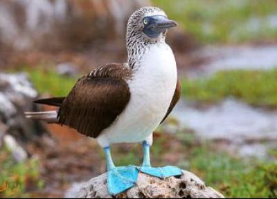 آشنایی با پرندگان شگفت انگیز اکوادور